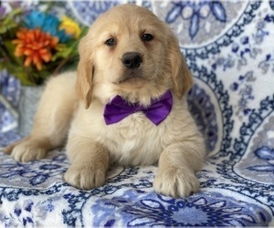 Golden Retriever Puppy for sale in LANCASTER, PA, USA