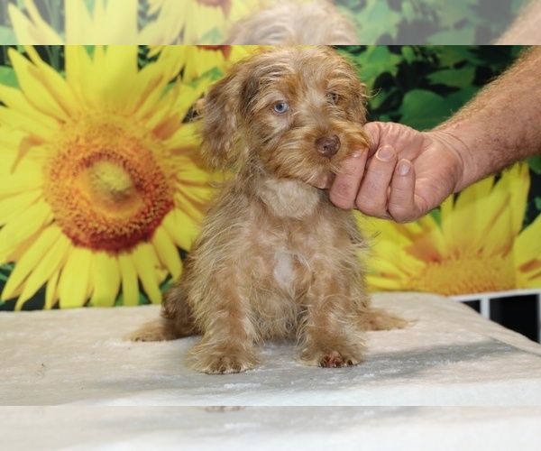 Medium Photo #14 Yorkiepoo mix (+ Poodle Toy) Puppy For Sale in DYERSBURG, TN, USA