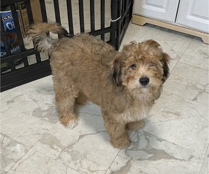 Yo-Chon Puppy for sale in HAMPTON, VA, USA