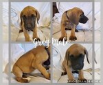 Small Photo #1 Great Dane Puppy For Sale in WEATHERFORD, TX, USA