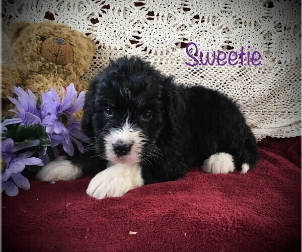 Medium Photo #4 Bernedoodle Puppy For Sale in CLARE, MI, USA