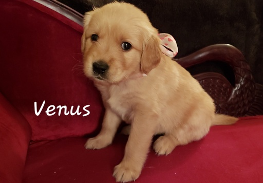 Medium Photo #1 Golden Retriever Puppy For Sale in HAMPTON, VA, USA
