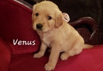 Small Photo #1 Golden Retriever Puppy For Sale in HAMPTON, VA, USA