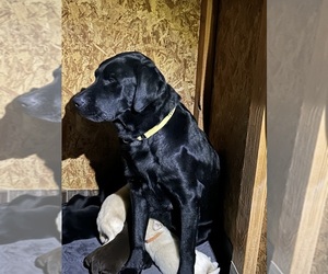 Mother of the Labrador Retriever puppies born on 12/12/2024