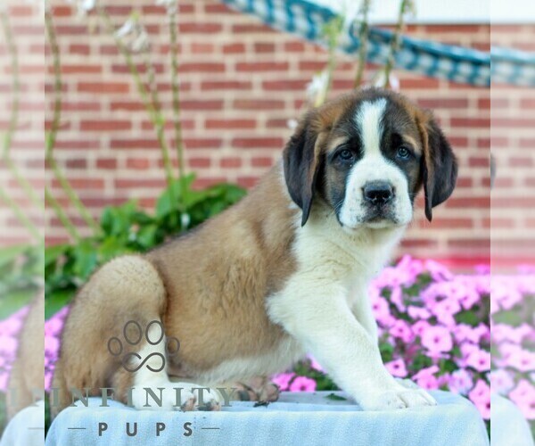 Medium Photo #3 Saint Bernard Puppy For Sale in MARIETTA, PA, USA