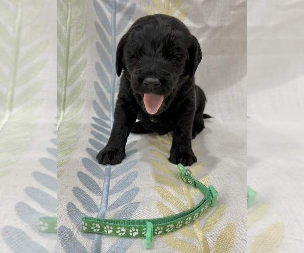 Medium Photo #15 Labradoodle Puppy For Sale in PRESCOTT VALLEY, AZ, USA