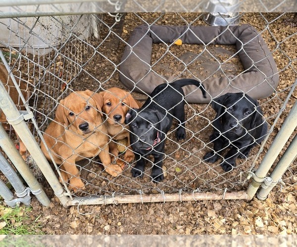 Medium Photo #1 Labrador Retriever Puppy For Sale in ACUSHNET, MA, USA