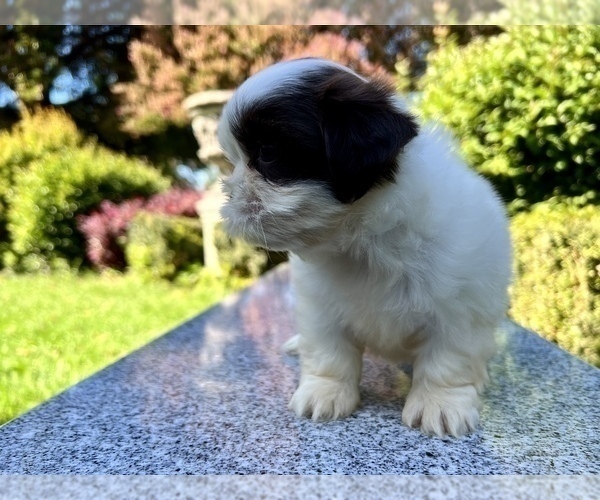 Medium Photo #35 Shih Tzu Puppy For Sale in HAYWARD, CA, USA