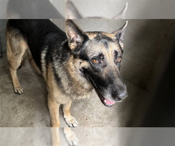 Medium Photo #1 German Shepherd Dog Puppy For Sale in San Bernardino, CA, USA