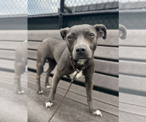 Medium Photo #12 Chiweenie Puppy For Sale in San Francisco, CA, USA