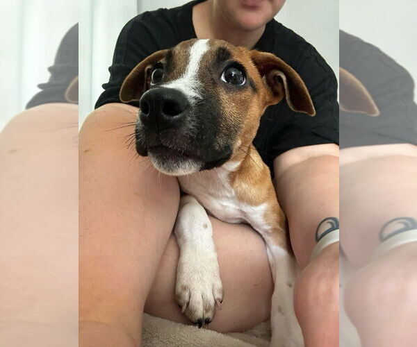 Medium Photo #8 American Pit Bull Terrier-Unknown Mix Puppy For Sale in New York, NY, USA