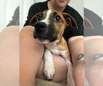 Small #7 American Pit Bull Terrier Mix