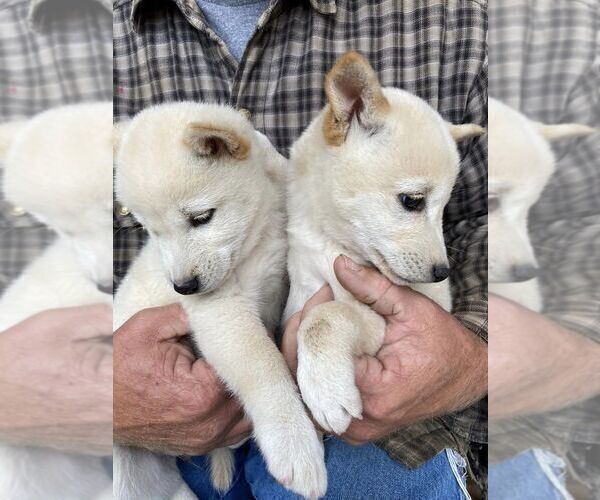 Medium Photo #2 Shiba Inu Puppy For Sale in FAIR GROVE, MO, USA