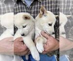 Small Photo #2 Shiba Inu Puppy For Sale in FAIR GROVE, MO, USA