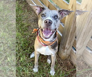 American Staffordshire Terrier-Unknown Mix Dogs for adoption in Lakewood, CO, USA