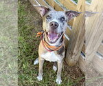 Posh - Female American Staffordshire Terrier-Unknown Mix Dog for Adoption - Small photo