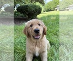 Small Photo #12 Golden Retriever Puppy For Sale in BATTLE GROUND, WA, USA