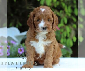 Medium Cavapoo