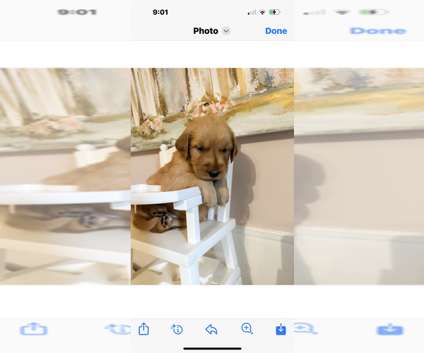 Medium Photo #2 Golden Retriever Puppy For Sale in SOMERVILLE, AL, USA