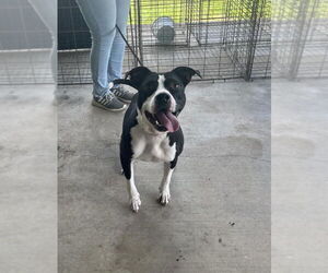Mutt Dogs for adoption in Abbeville, LA, USA