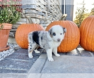 Australian Shepherd Puppy for sale in LODA, IL, USA