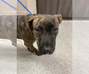 American Pit Bull Terrier-Unknown Mix Dogs for adoption in Conroe, TX, USA