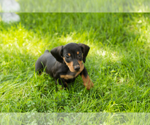 Dachshund Puppy for sale in NAPPANEE, IN, USA