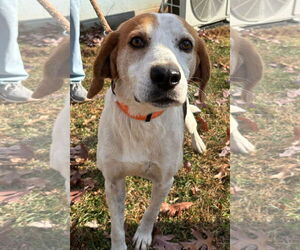 Mutt Dogs for adoption in Rustburg, VA, USA