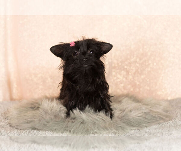 Medium Photo #9 YorkiePoo Puppy For Sale in NAPPANEE, IN, USA