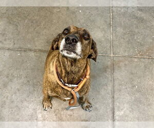 Labrador Retriever-Unknown Mix Dogs for adoption in Tavares, FL, USA