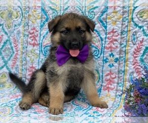 German Shepherd Dog Puppy for sale in LANCASTER, PA, USA