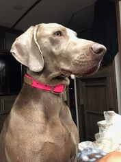 Mother of the Weimaraner puppies born on 08/24/2018
