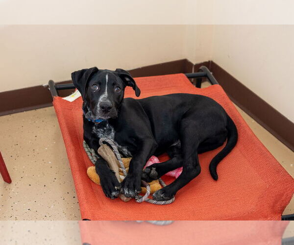 Medium Photo #14 Pointer-Unknown Mix Puppy For Sale in Mundelein, IL, USA