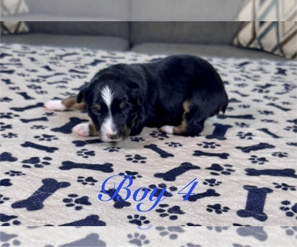 Medium Photo #41 Australian Shepherd Puppy For Sale in SALISBURY, NC, USA