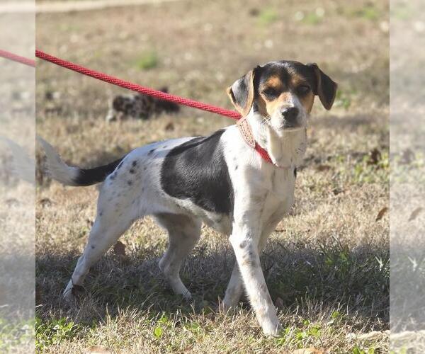 Medium Photo #2 Raggle Puppy For Sale in Yardley, PA, USA