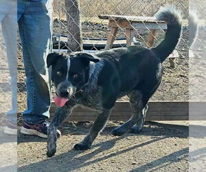 Mutt Dogs for adoption in Bloomingdale, NJ, USA