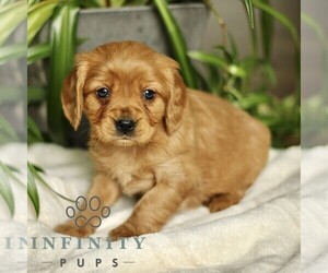 Golden Retriever Puppy for sale in STRASBURG, PA, USA