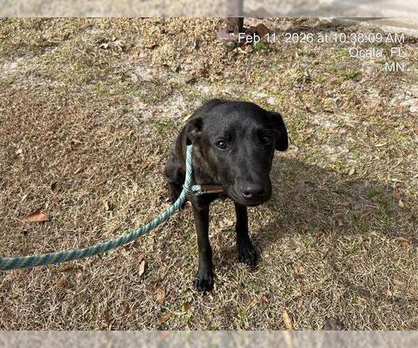 Medium Photo #1 Mutt Puppy For Sale in Ocala, FL, USA