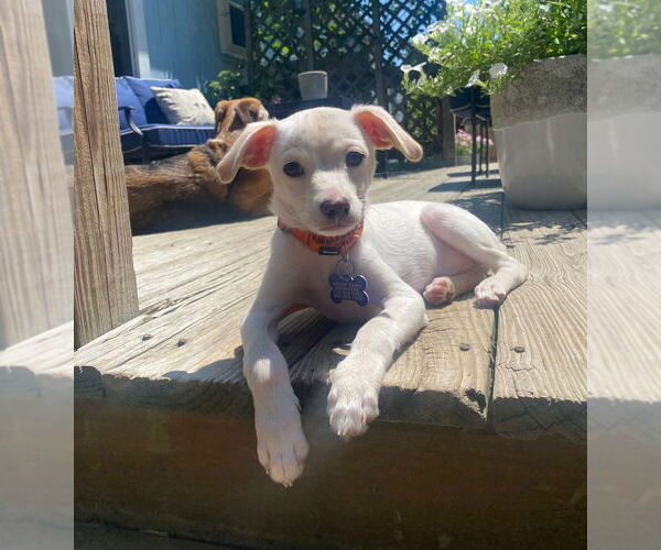 Medium Photo #8 Mutt Puppy For Sale in Oak Bluffs, MA, USA