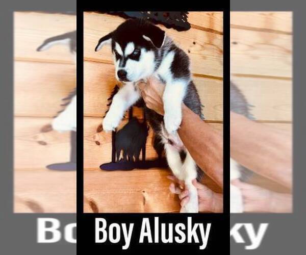 Medium Photo #15 Siberian Husky Puppy For Sale in CLERMONT, FL, USA