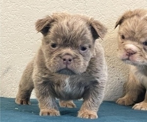 English Bulldog Puppy for sale in ATLANTA, GA, USA