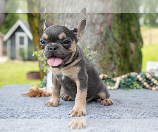 Medium Photo #28 French Bulldog Puppy For Sale in BALTIC, OH, USA