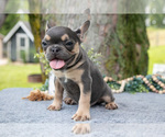 Small Photo #28 French Bulldog Puppy For Sale in BALTIC, OH, USA