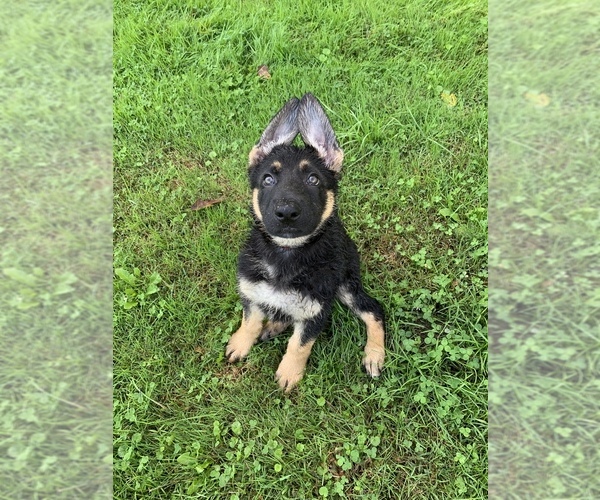 Medium Photo #1 German Shepherd Dog Puppy For Sale in LINESVILLE, PA, USA