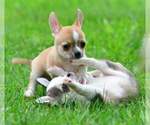 Small #2 Chihuahua