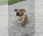 Small #1 Boxer Mix