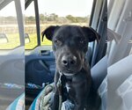 Small Photo #4 Labrador Retriever-Staffordshire Bull Terrier Mix Puppy For Sale in Bandera, TX, USA