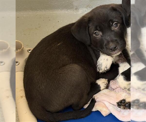 Medium Photo #1 Anatolian Shepherd-Unknown Mix Puppy For Sale in Tulsa, OK, USA