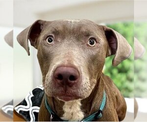 American Staffordshire Terrier-Weimaraner Mix Dogs for adoption in Lake Forest, CA, USA