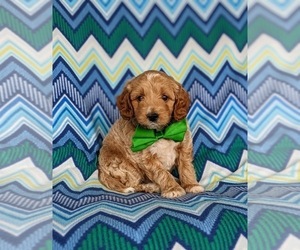 Goldendoodle (Miniature) Puppy for sale in KIRKWOOD, PA, USA